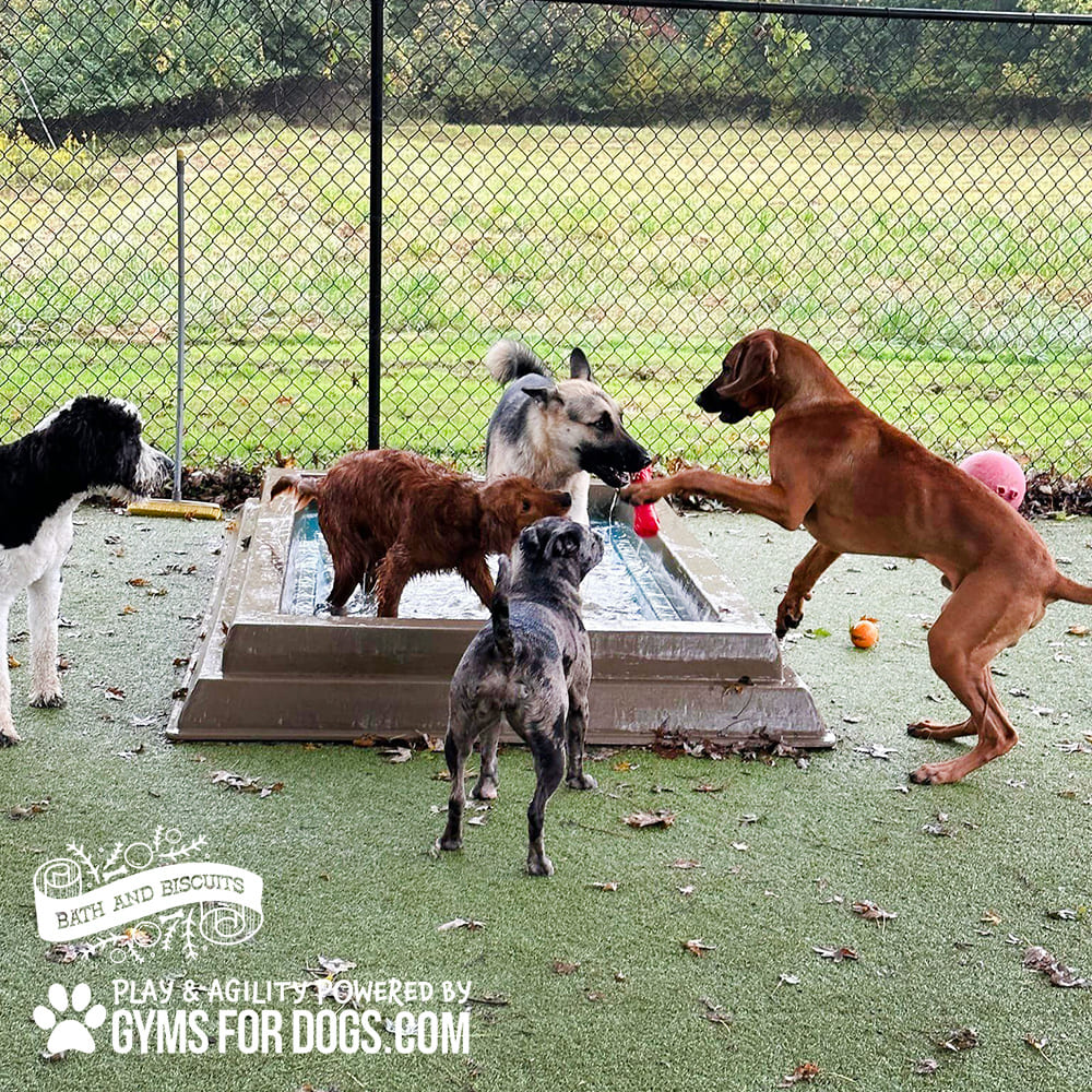 Dog Playground Equipment Cool Dog Splash Pool 01