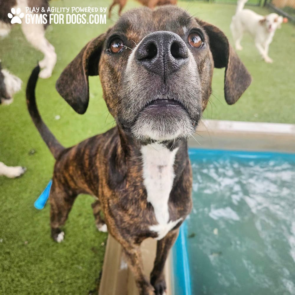 Dog Playground Equipment Cool Dog Splash Pool 034