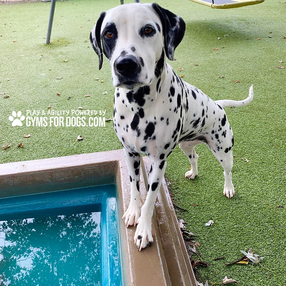 Dog Playground Equipment Cool Dog Splash Pool 0344