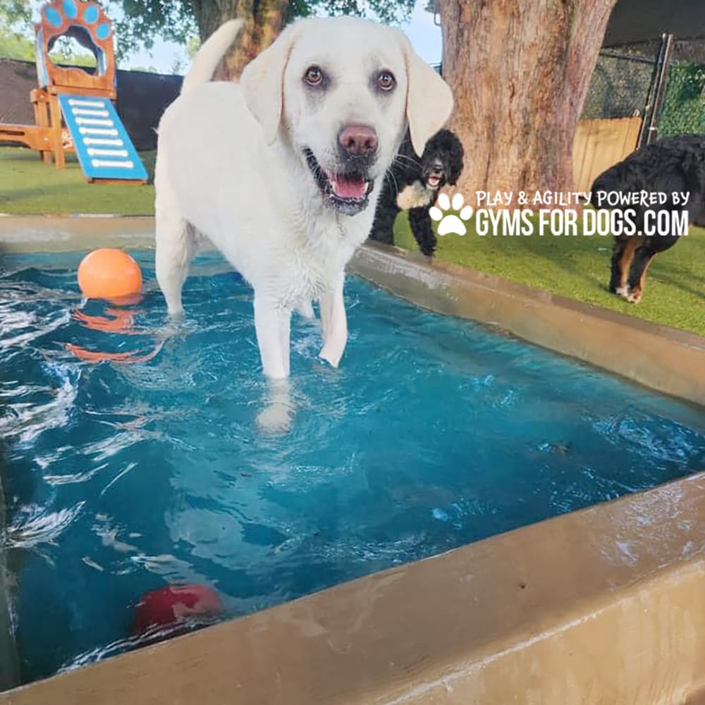 Dog Playground Equipment Cool Dog Splash Pool 0348