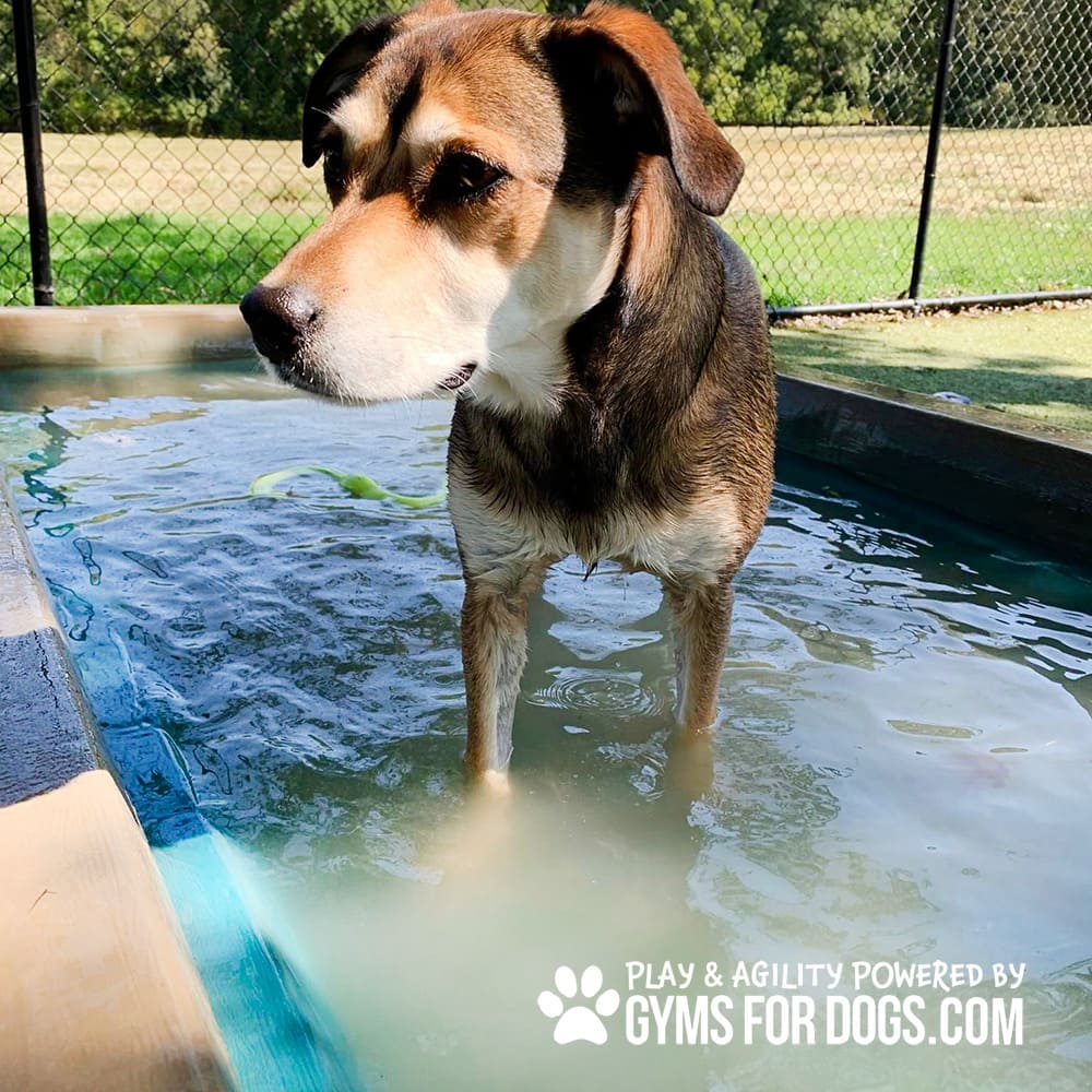 Dog Playground Equipment Cool Dog Splash Pool 0375