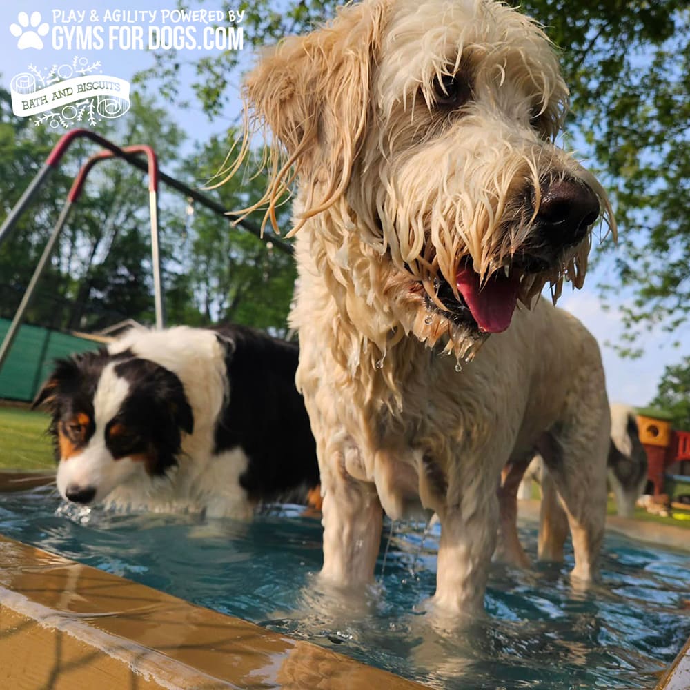 Dog Playground Equipment Cool Dog Splash Pool 09