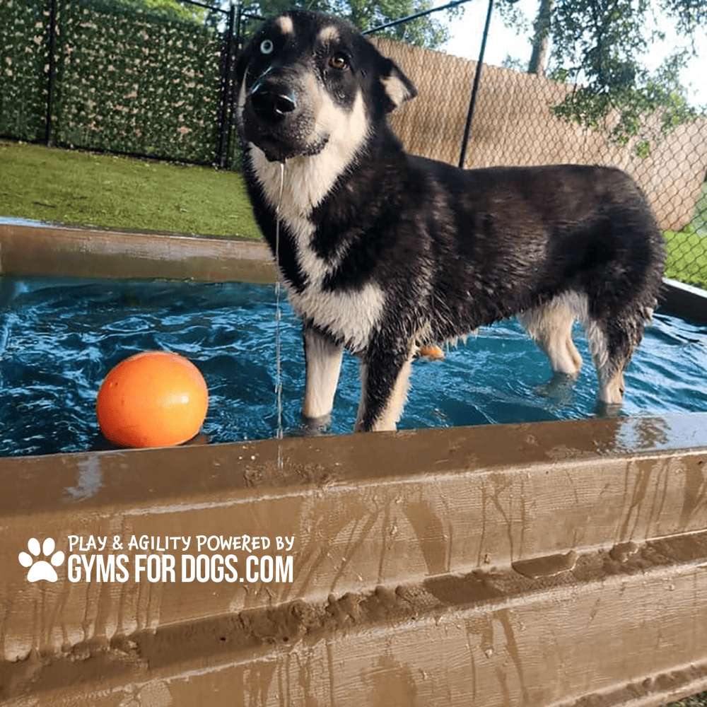 Dog Playground Equipment Cool Dog Splash Pool 101