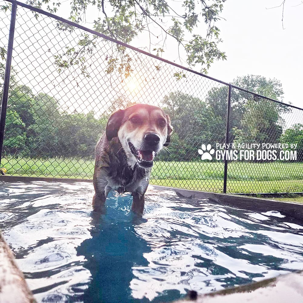 Dog Playground Equipment Cool Dog Splash Pool 1020