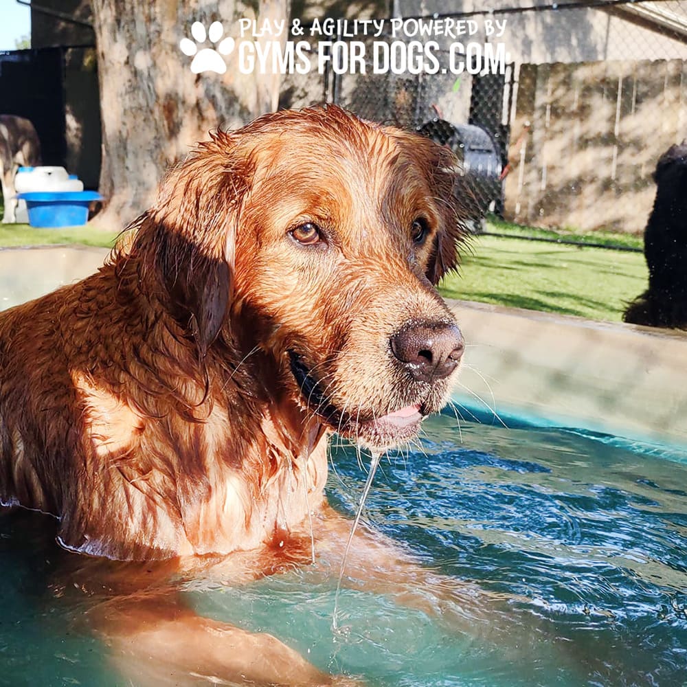 Dog Playground Equipment Cool Dog Splash Pool 1025