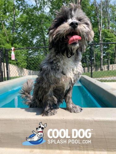 Cool-Dog-Splash-Pool-For-Dogs10