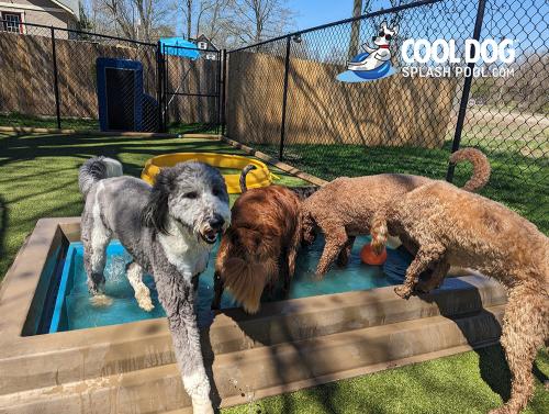 Cool-Dog-Splash-Pool-For-Dogs11