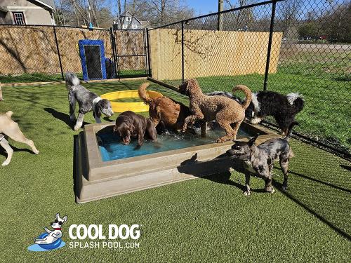 Cool-Dog-Splash-Pool-For-Dogs12