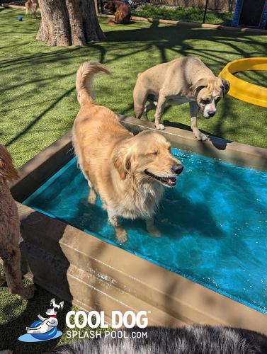 Cool-Dog-Splash-Pool-For-Dogs13