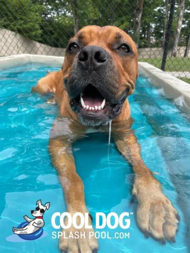 Cool-Dog-Splash-Pool-For-Dogs14