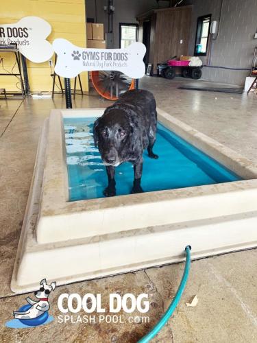 Cool-Dog-Splash-Pool-For-Dogs16