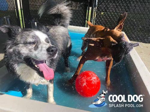 Cool-Dog-Splash-Pool-For-Dogs4