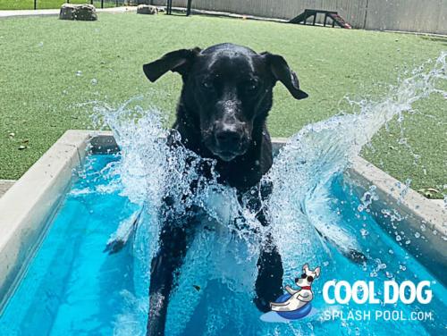 Cool-Dog-Splash-Pool-For-Dogs5