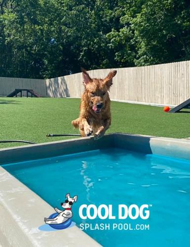 Cool-Dog-Splash-Pool-For-Dogs6