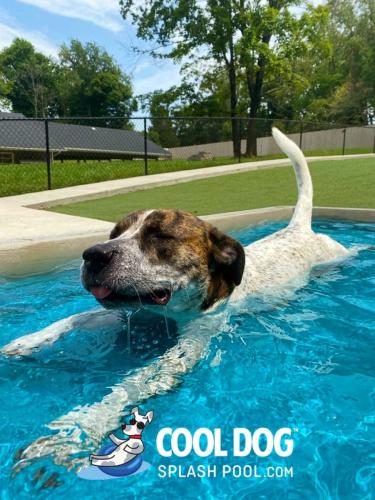 Cool-Dog-Splash-Pool-For-Dogs7