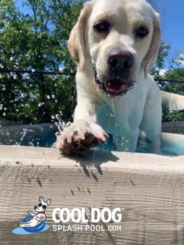 Cool-Dog-Splash-Pool-For-Dogs9